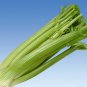 1000 Tall Utah Celery Apium Graveolens Dulce Vegetable Seeds#FLO