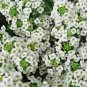 1000 White Sweet Alyssum Carpet Of Snow Lobularia Maritima Flower Seeds#FLO