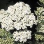 1000 White Yarrow Achillea Millefolium Flower Seeds#FLO