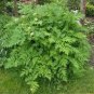 150 Garden Chervil (Gourmet Parsley) Anthriscus Cerefolium Herb Flower Seeds#FLO