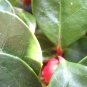 20 Creeping Wintergreen / Teaberry Gaultheria Procumbens Evergreen Flower Seeds#FLO