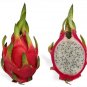 20 White Dragon Fruit (Pitaya / Strawberry Pear) Hylocereus Undatus Cactus Seeds#FLO