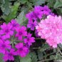 200 Pink & Purple Moss Verbena Verbena Tenuisecta Fragrant Hummer Flower Seeds#FLO