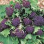 200 Purple Sprouting Broccoli Brassica Oleracea Vegetable Seeds#FLO