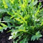 2000 Arugula Eruca Vesicaria Sativa Greens Vegetable Seeds#FLO