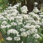 250 Garlic Chive Allium Tuberosum Vegetable Seeds#FLO