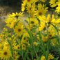 250 Maximilian (Prairie) Sunflower Helianthus Maximiliani Flower Seeds#FLO