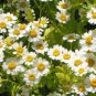 300 Feverfew Tanacetum Parthenium Herb Flower Seeds#FLO