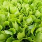 3000 Loose Leaf Green Grand Rapids Lettuce Lactuca Sativa Vegetable Seeds#FLO