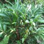 5 Alpinia Oxyphylla Seeds - Medicinal Cardamon Herb Shrub - Rare Tree Flower Plant Seeds #FLO