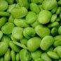 20 Fordhook Lima Bean Seeds – Phaseolus lunatus Bean Vegetable Seeds | Heirloom Easy Grow Seeds