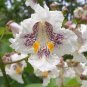 50 Northern Catalpa Speciosa Tree Seeds – Fast Growing Ornamental Flowering Shade Tree Seeds
