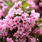 50 Old Fashioned Weigela Seeds - Weigela Florida Flowering Shrub - Heirloom Ornamental Bush