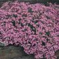 500 Pink Rock Soapwort Seeds - Saponaria Ocymoides Ground Cover Flower - Perennial Pollinator Plant