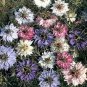 500 Love In A Mist Seeds - Nigella Damascena Persian Jewels Mix - Heirloom Fennel Flower - Easy Grow