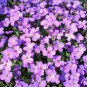 500 Purple Rockcress Seeds | Aubrieta Deltoidea Flower | Ground Cover | Perennial Garden Seeds