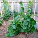 Green Malabar Spinach - 100 Seeds [Guyana Thick Leaf Callaloo] Fast-growing Vine