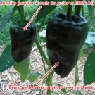 ANCHO GIGANTEA POBLANO (Capsicum annuum) 50 HEIRLOOM SEEDS ANCHO GIGANTEA POBLANO (Capsicum annuum) 50 HEIRLOOM SEEDS