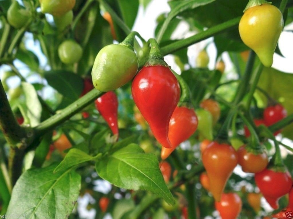 My Products, My Products, Capsicum Chinense 