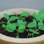 Chinese Cabbage 2000 Seeds, - Pak Choi, Non-heading leaf type Asian Vegetable
