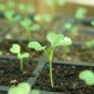 Chinese Cabbage 2000 Seeds, - Pak Choi, Non-heading leaf type Asian Vegetable