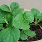 Chinese Cabbage 2000 Seeds, - Pak Choi, Non-heading leaf type Asian Vegetable