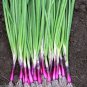 RED Bunching Apache Onion (Op) 1000 Seeds Plant in Spring, Late Summer or Fall.