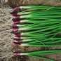 RED Bunching Apache Onion (Op) 1000 Seeds Plant in Spring, Late Summer or Fall.