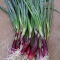 RED Bunching Apache Onion (Op) 1000 Seeds Plant in Spring, Late Summer or Fall.