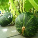 20 JAPANESE GREEN PUMPKIN SEEDS - Kabocha - Open pollinated, heirloom