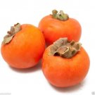 Japanese Persimmon, (25 Seed ) Asian Persimmons (Diospyros kaki-Fuyu) Tree Shrub Japanese Persimmon, (25 Seed ) Asian Persimmons (Diospyros kaki-Fuyu) Tree Shrub
