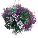 Lobelia Seeds, Trailing Mixed, Use in Hanging Baskets or Trailing Over Window Box! Lobelia Seeds, Trailing Mixed, Use in Hanging Baskets or Trailing Over Window Box!