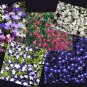Lobelia Seeds, Trailing Mixed, Use in Hanging Baskets or Trailing Over Window Box!