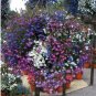 Lobelia Seeds, Trailing Mixed, Use in Hanging Baskets or Trailing Over Window Box!