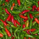 Malagueta Pepper Seeds, Peppers of Brazil , Portugal, and Mozambiqu 50 Seeds