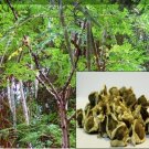 Moringa Seeds-drumstick Tree, Tree of Life or the Miracles Tree-moringa Oleifera (10 Seeds) Moringa Seeds-drumstick Tree, Tree of Life or the Miracles Tree-moringa Oleifera (10 Seeds)