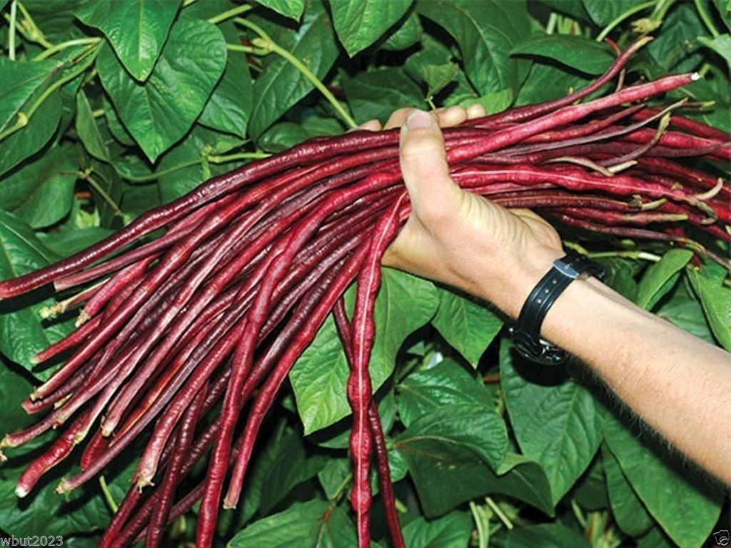 100 Yard-long bean,Aka,Chinese Red Noodle Pole Bean/Seeds/Heirloom, Non Gmo