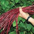 100 Yard-long bean,Aka,Chinese Red Noodle Pole Bean/Seeds/Heirloom, Non Gmo