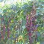 100 Yard-long bean,Aka,Chinese Red Noodle Pole Bean/Seeds/Heirloom, Non Gmo