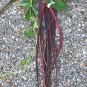 100 Yard-long bean,Aka,Chinese Red Noodle Pole Bean/Seeds/Heirloom, Non Gmo