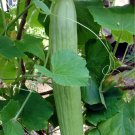 Cucumber "Armenian Yard long" ( 100 SEEDS) Burpless, Not bitter, Organic, Untreated