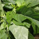 3000 Jamaican CALLALOO Seeds, West Indian, Chinese Spinach, Organic, Heat Loving