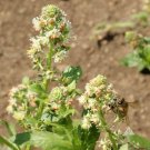 Sweet Mignonette – Reseda odorata, Sweet-scented perennial Flowers - 500 Seeds Sweet Mignonette – Reseda odorata, Sweet-scented perennial Flowers - 500 Seeds