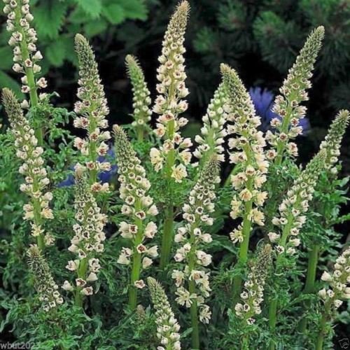 Sweet Mignonette – Reseda odorata, Sweet-scented perennial Flowers ...