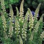 Sweet Mignonette – Reseda odorata, Sweet-scented perennial Flowers - 500 Seeds
