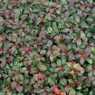 300 Wintergreen Seeds - Beautiful Ground Cover - Perennial - Gaultheria Procumbens