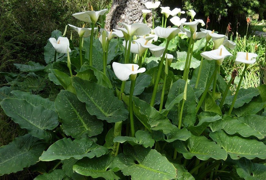Calla Lily Aethiopica White Giant,1 Rhizome