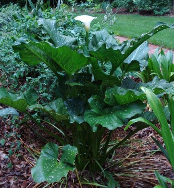 Calla Lily Aethiopica White Giant,1 Rhizome
