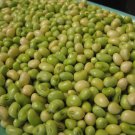 150 Seeds Lady Cream pea AKA: Lady Finger Pea, Rice Pea, Catjang Pea Southern Peas