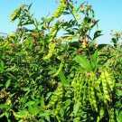 1 Lb BULK PIGEON PEA Seeds , A. k.S Gandules Bean, Jamaican Gungo/ Congo Peas tropica 1 Lb BULK PIGEON PEA Seeds , A. k.S Gandules Bean, Jamaican Gungo/ Congo Peas tropica